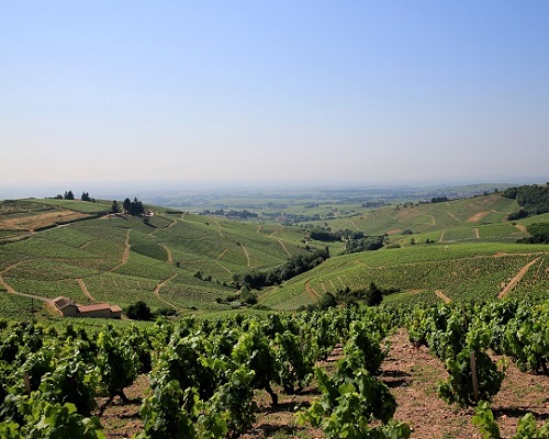 Lire la suite à propos de l’article Domaine Dominique Piron : fantastiques terroirs du Beaujolais