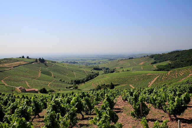 Panorama vignes piron