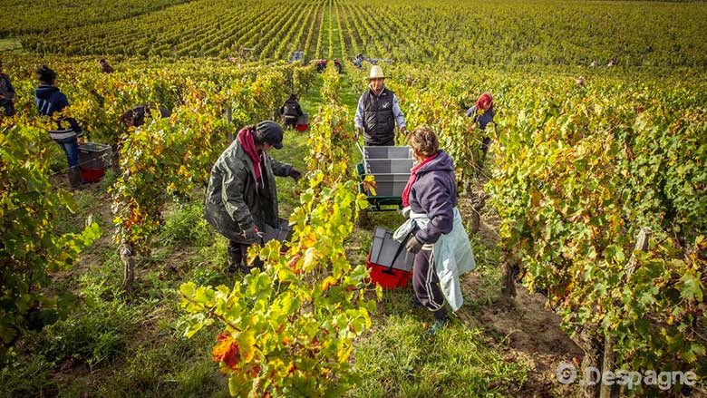 Chateau Maison Blanche iDealwine Bordeaux Despagne 2