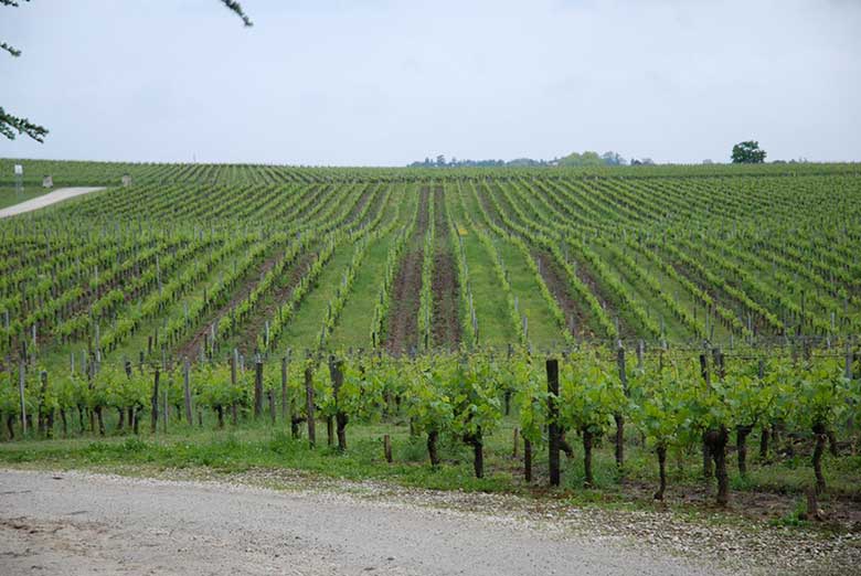 Chateau Maison Blanche iDealwine Bordeaux Despagne vignes