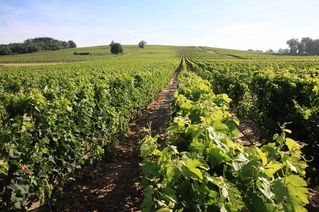 Vignes Reynon