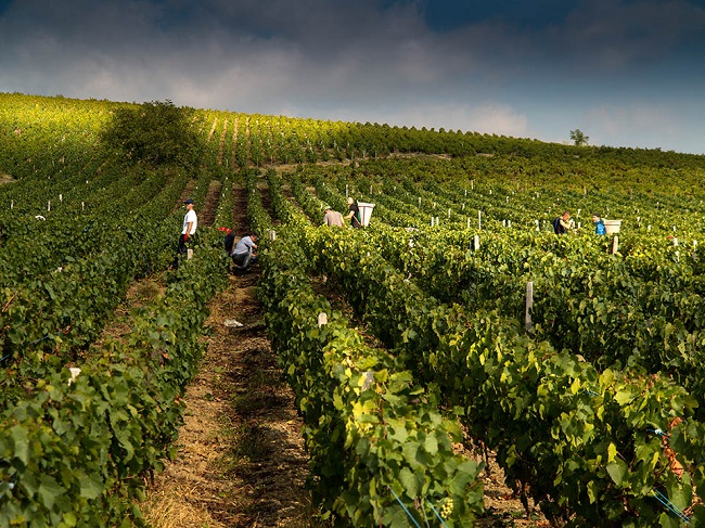 Vendanges Piron