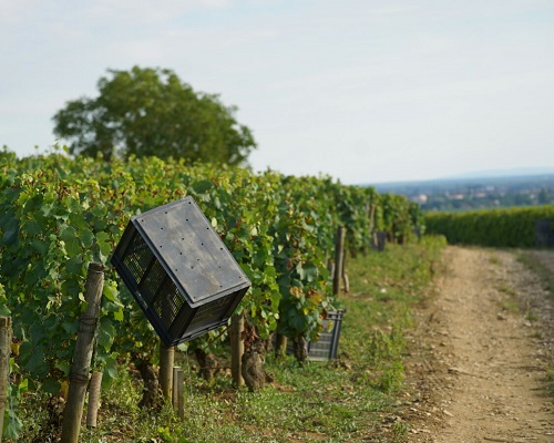 Lire la suite à propos de l’article Vendanges 2018 : un tour de France du millésime