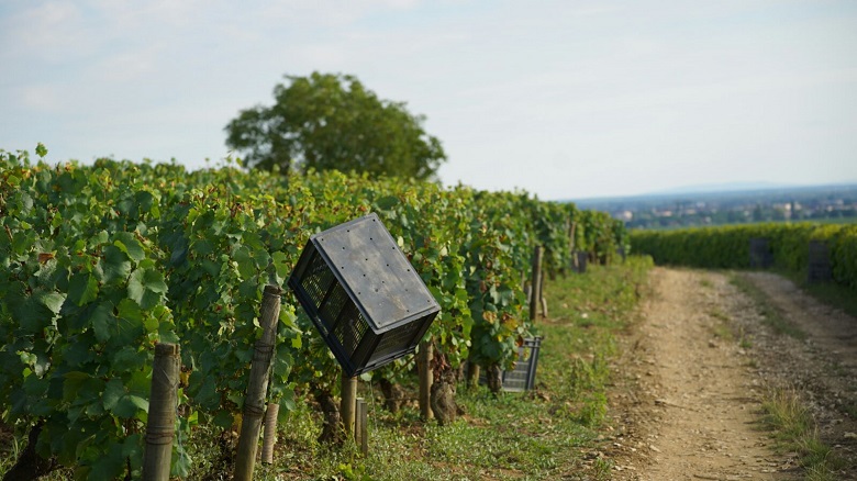 1- bonneau du martray Vendanges