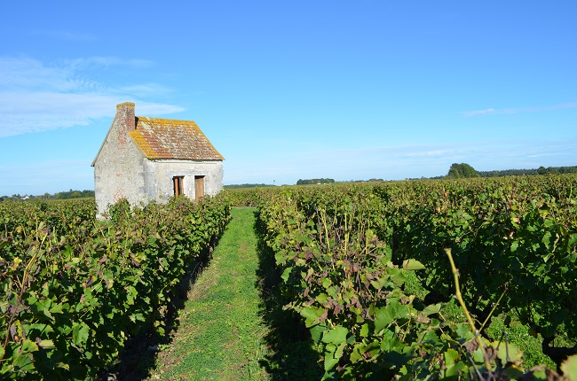 2- Vignes Francois Chidaine