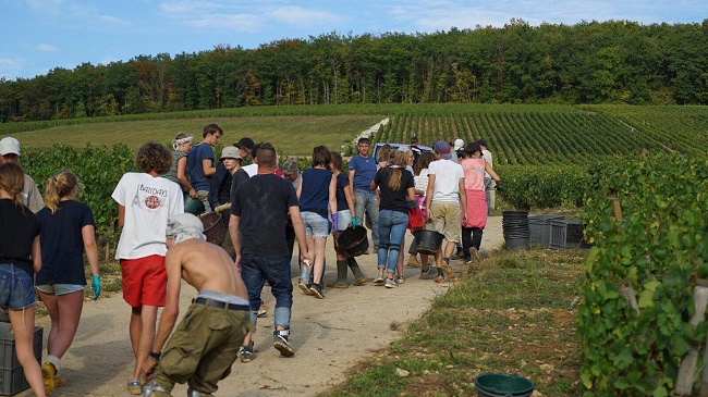 2- bonneau du martray Vendanges