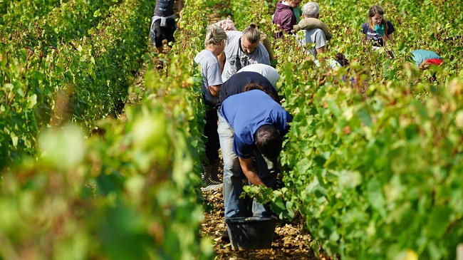 3- bonneau du martray Vendanges