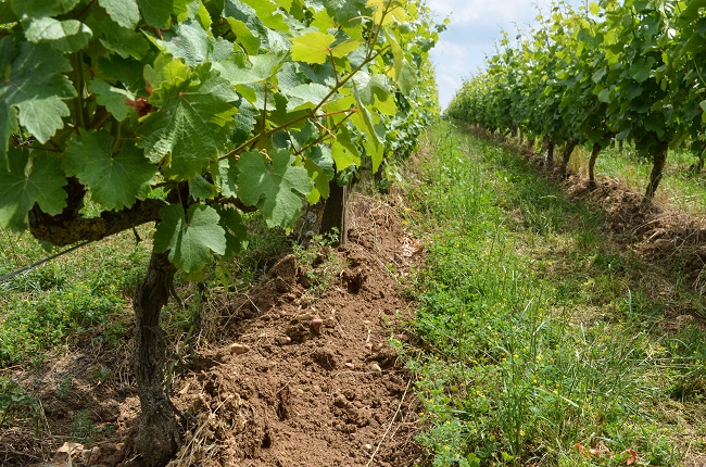 francois chidaine
domaine francois chidaine
françois chidaine
chidaine vigne