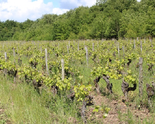 Lire la suite à propos de l’article Domaine de la Porte Saint Jean : la nouvelle perle ligérienne