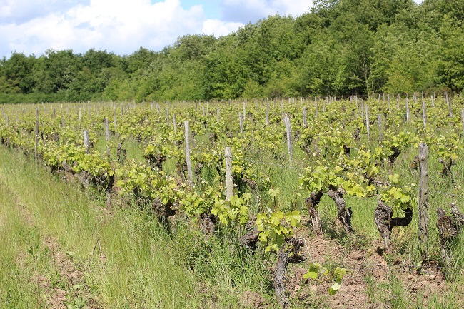 Vignes domaine la porte saint jean