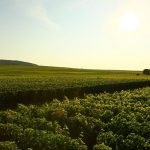 Champagnes Pouillon : une dégustation enthousiasmante