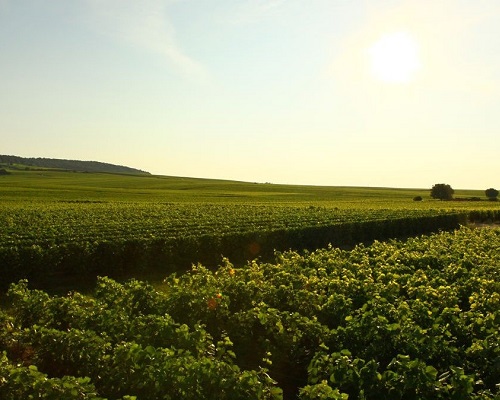 Lire la suite à propos de l’article Champagnes Pouillon : une dégustation enthousiasmante