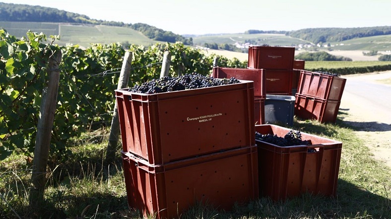 Champagne Pouillon vendanges