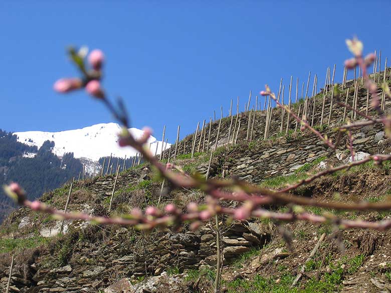 Domaine des Ardoisières