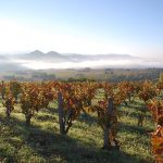 Domaine Gourt de Mautens : rareté, complantation et biodynamie, clés du succès