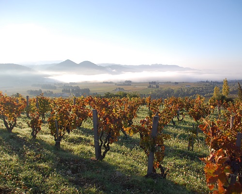 Lire la suite à propos de l’article Domaine Gourt de Mautens : rareté, complantation et biodynamie, clés du succès