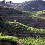 Domaine Auguste Clape, l’âme de Cornas – Interview de Pierre Clape