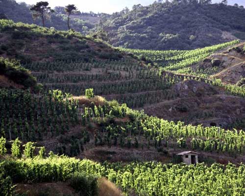 Lire la suite à propos de l’article Domaine Auguste Clape, l’âme de Cornas – Interview de Pierre Clape