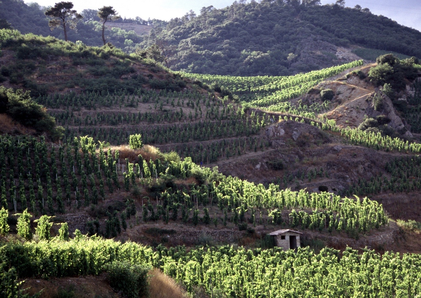 Domaine Auguste Clape