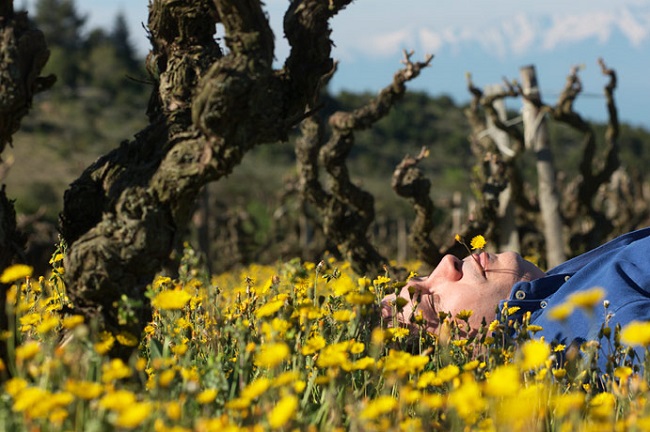 Herve Bizeul dans les vignes clos des fees