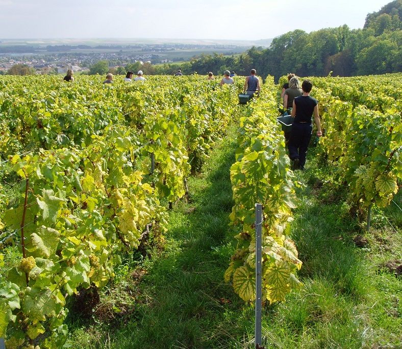 Champagne Larmandier-Bernier vignes