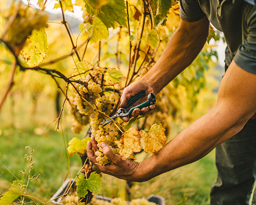 Lire la suite à propos de l’article Les cépages “oubliés” des grands vignobles français