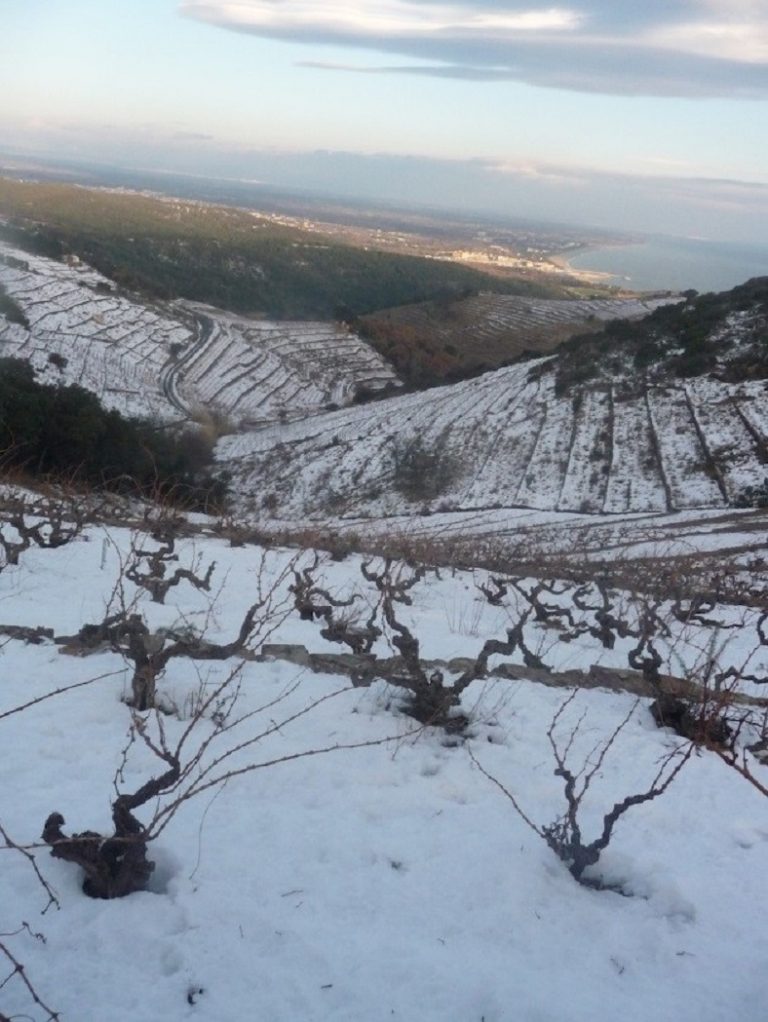 Vignes en hiver Coume del Mas Vignes en hiver Coume del Mas