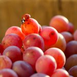Les vins bio, biodynamiques et nature représentent plus d’un quart des ventes sur iDealwine