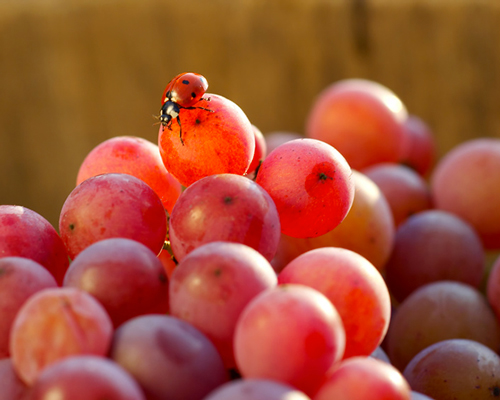 Lire la suite à propos de l’article Les vins bio, biodynamiques et nature représentent plus d’un quart des ventes sur iDealwine