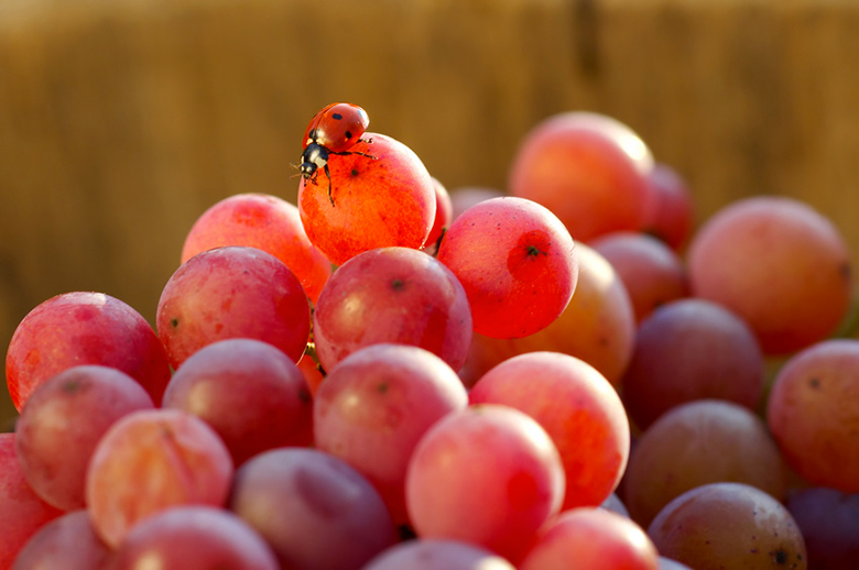 Vins-bio-biodynamiques-nature-chez-IDealwine