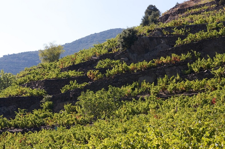 Vignes Coume del Mas Vignes Coume del Mas