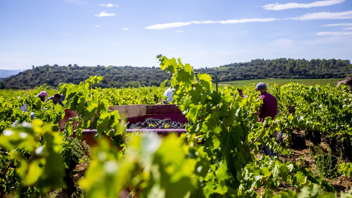 Lire la suite à propos de l’article Languedoc : les clés du succès au domaine d’Aupilhac