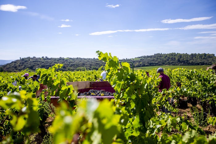 700-domaine-aupilhac-vignes-vendanges