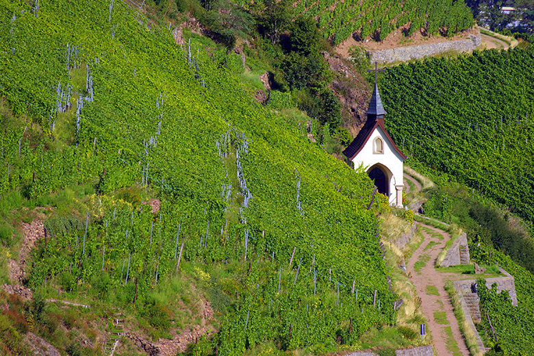 Domaine-Zind-Humbrecht-Vignes