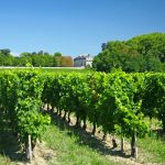 Les terroirs du vignoble Bordelais