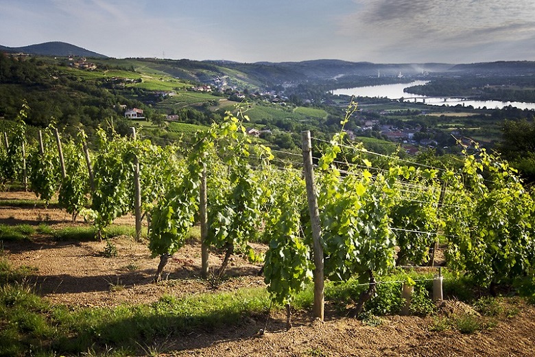 Vignes Pierre Gaillard iDealwine