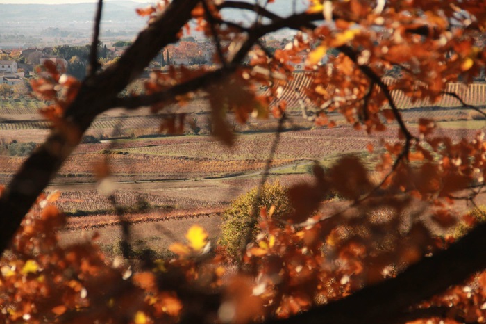 domaine-aupilhac vignes automne