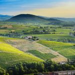 Pierre Cotton, la pureté du gamay
