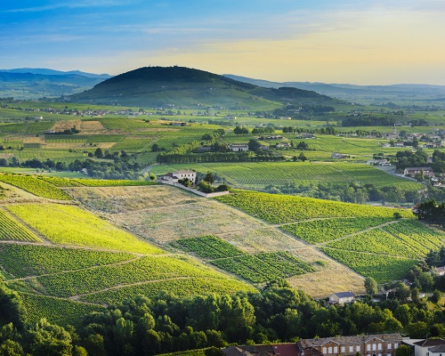 Lire la suite à propos de l’article Pierre Cotton, la pureté du gamay