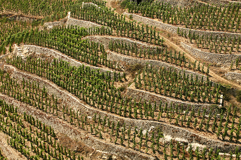 Cave-Tain-Hermitage-vignes-2