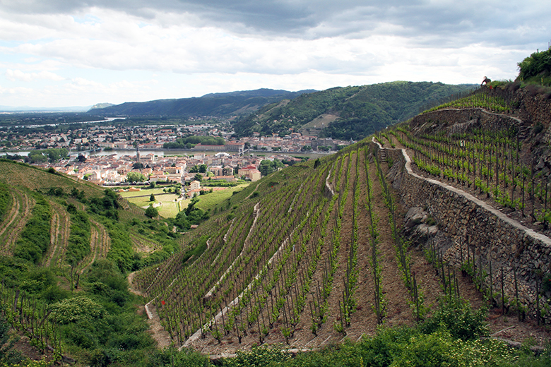 Cave-Tain-Hermitage-vignes