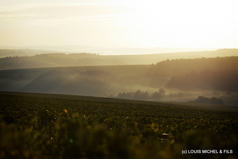 Domaine-Louis-Michel-vignes-2