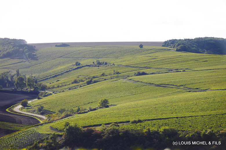 Domaine-Louis-Michel-vignes