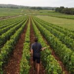 Domaine Henri Boillot | Grands blancs de la Côte de Beaune