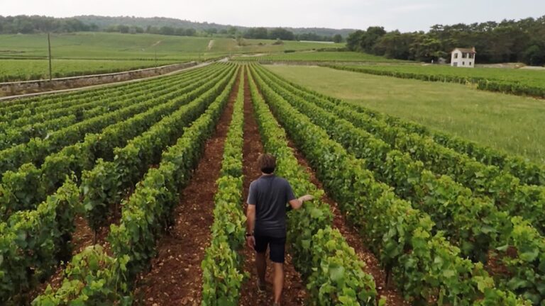 Lire la suite à propos de l’article Domaine Henri Boillot | Grands blancs de la Côte de Beaune