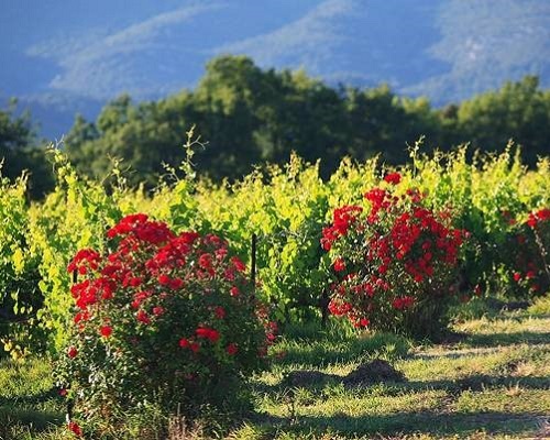 Lire la suite à propos de l’article Le marché mondial des vins bio promis à un bel avenir