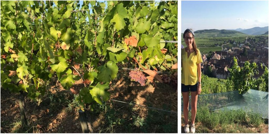 Constance dans les vignes complantées d'un des grands crus du domaine Marcel Deiss