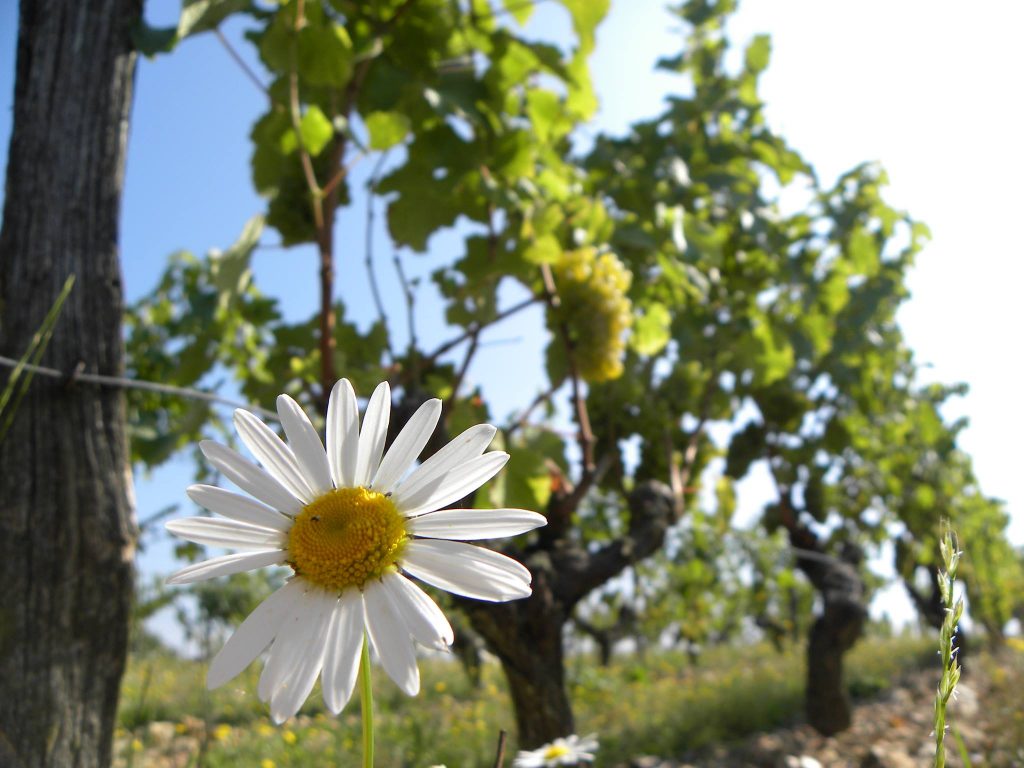 Grange-Tiphaine-vignes-2