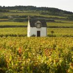 Joseph Colin | Les grands vins de la Côte de Beaune