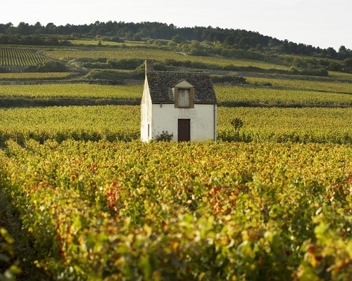 Lire la suite à propos de l’article Joseph Colin | Les grands vins de la Côte de Beaune